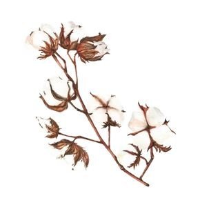 COTTON COMBO KIT 1 ACRE